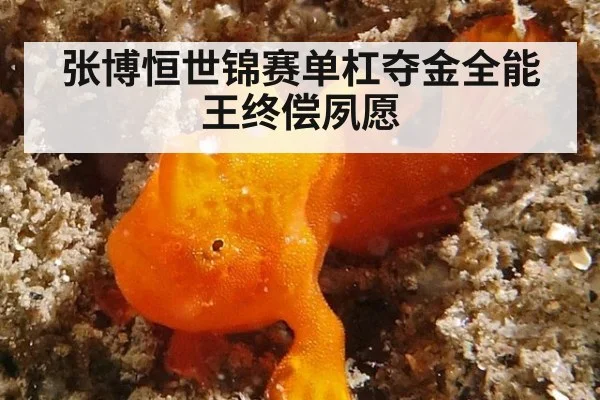 张博恒世锦赛单杠夺金全能王终偿夙愿